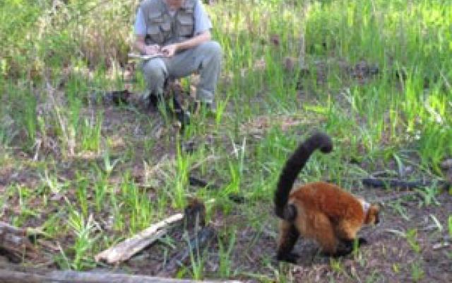 Researcher studying lemur