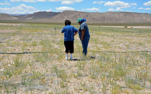 Two people stand in field observing plants