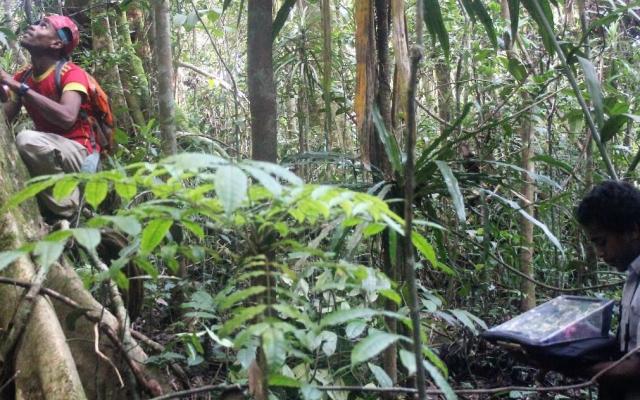 Man climbing tree in rainforest