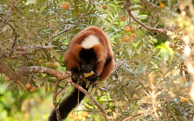 Lemur in a tree