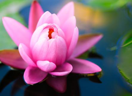 Pink Lotus image