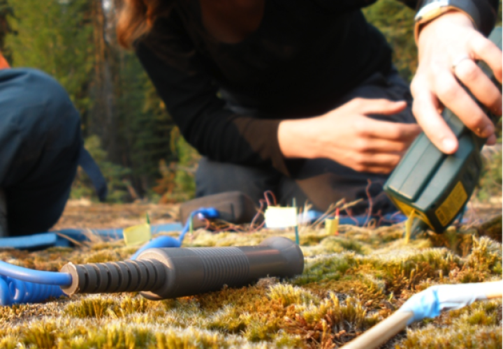 Researcher analyzing moss