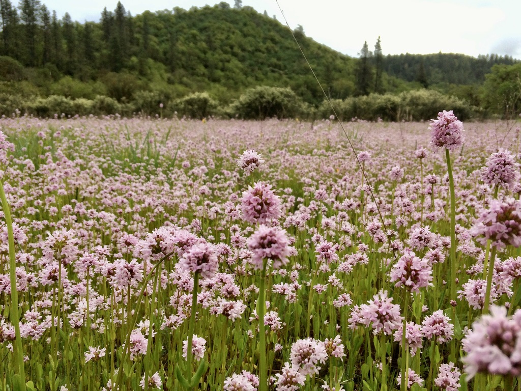 Plectritis