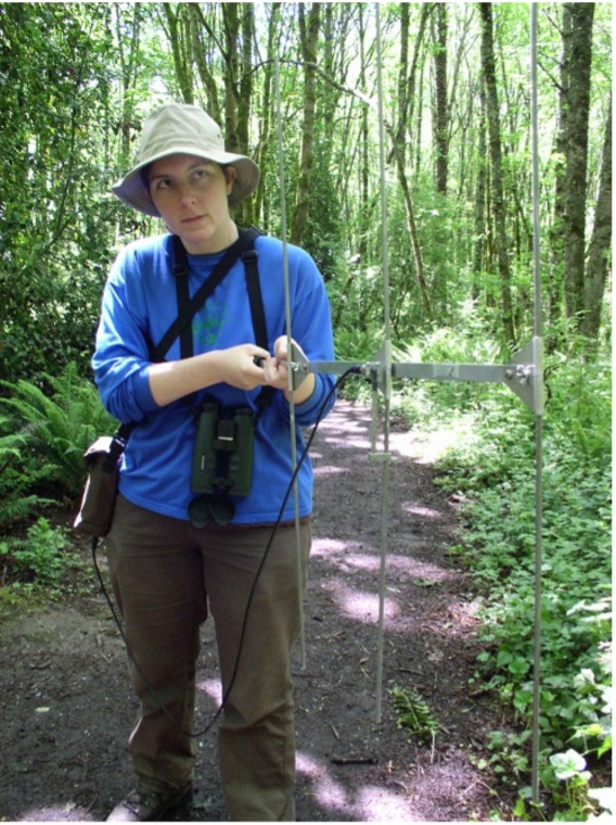 Amy Shipley holding an antenna used to track radio transmittered Spotted Towhees in Springbrook Park, Lake Oswego.