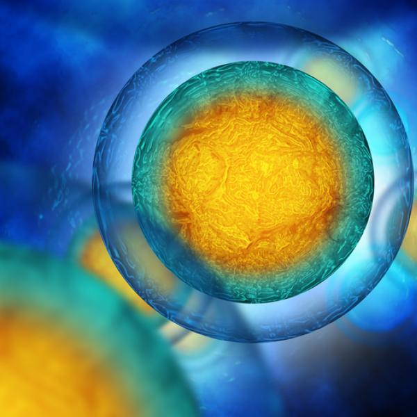 Human cell