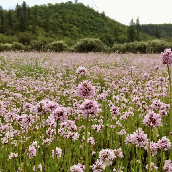 Plectritis