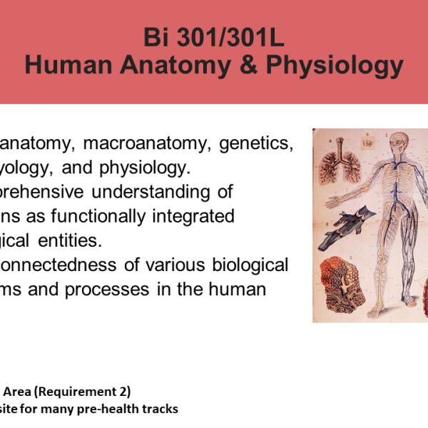 Human Anatomy and Physiology