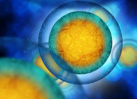 Human cell