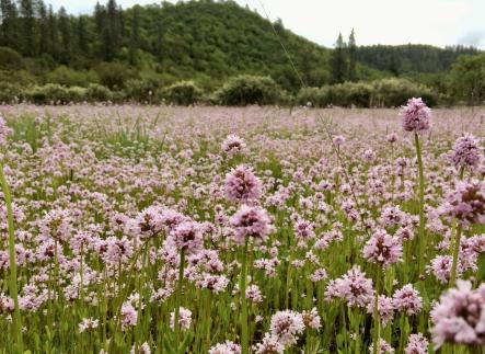 Plectritis