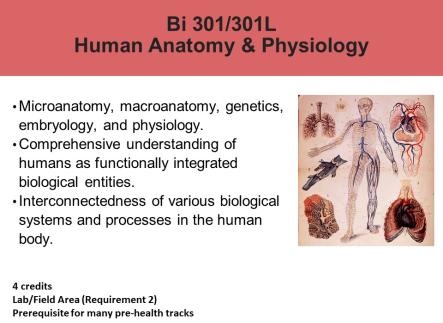 Human Anatomy and Physiology