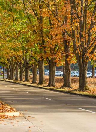 fall at chemeketa