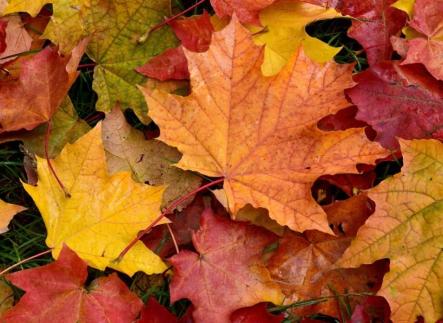 Fall leaves