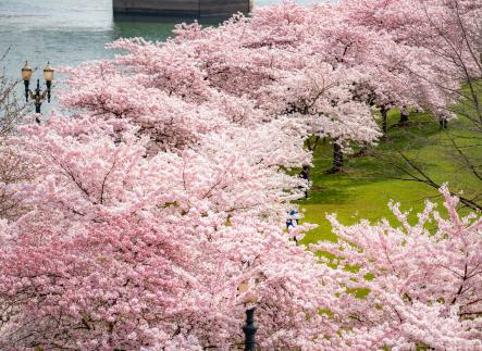 Waterfront (cherry blossom trees)