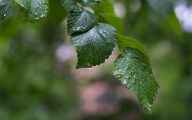 Leaves with dew