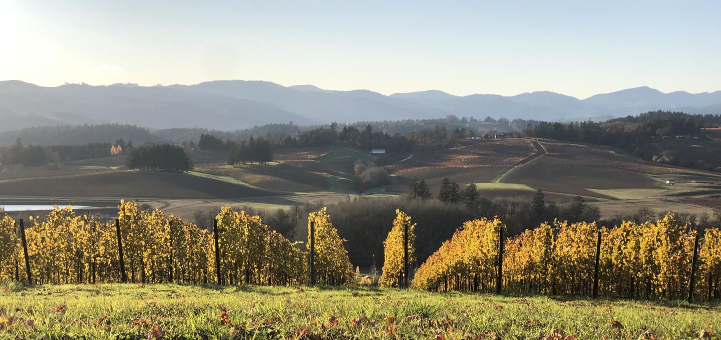 Photo of Oregon vineyard