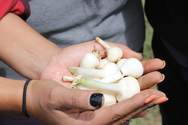 Camas bulbs in hands