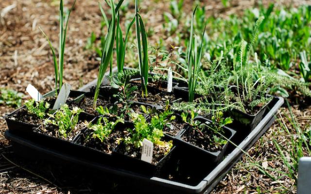 Planting material for the Native American Student & Community Center