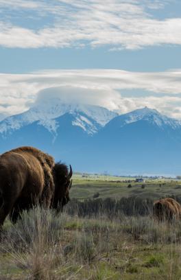 bison