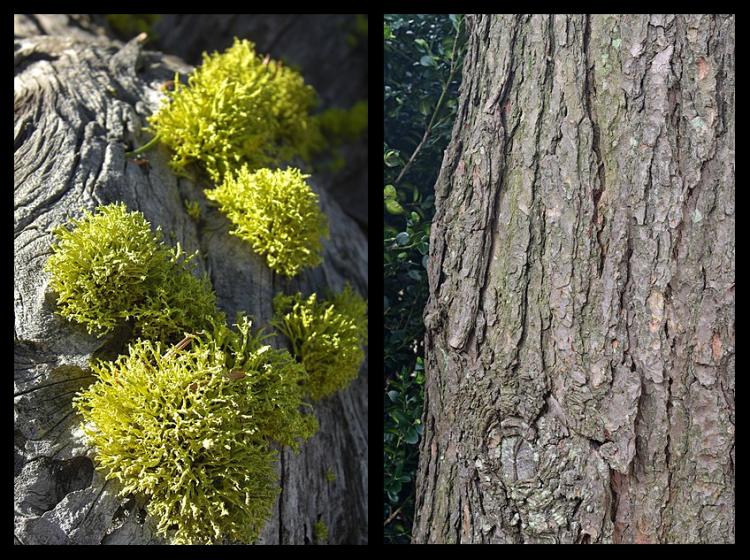 Diptych showing a log with lichen on the left and rough tree bark on the right