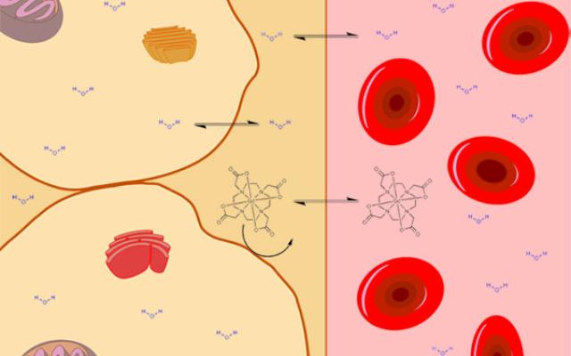 Drawing of cells, blood, and the exchange of water between. 