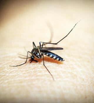 Photo of a mosquito on a person's body