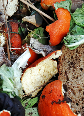picture of wasted food