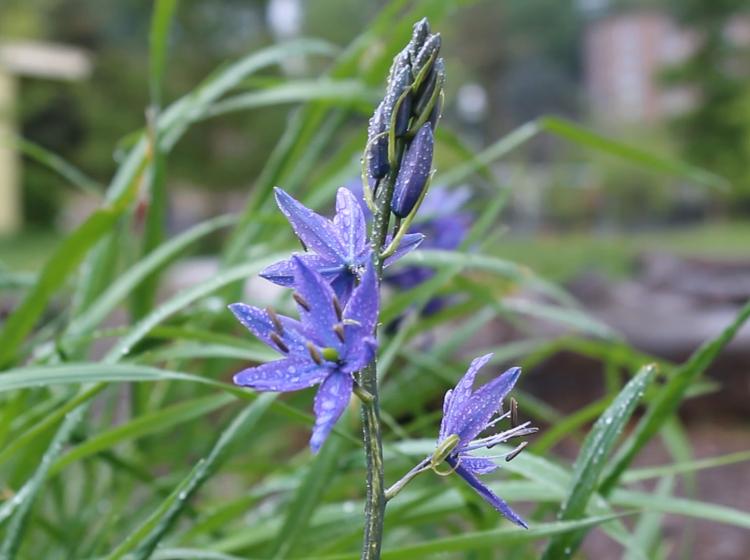 Camas still from the Oak Savanna