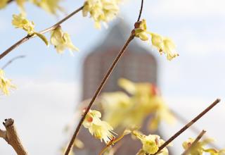 Spring