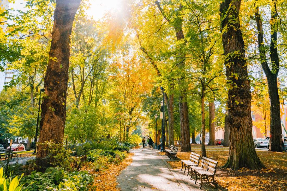 A photograph of a Portland park with benches, tall trees, sunlight, and people walking in the distance