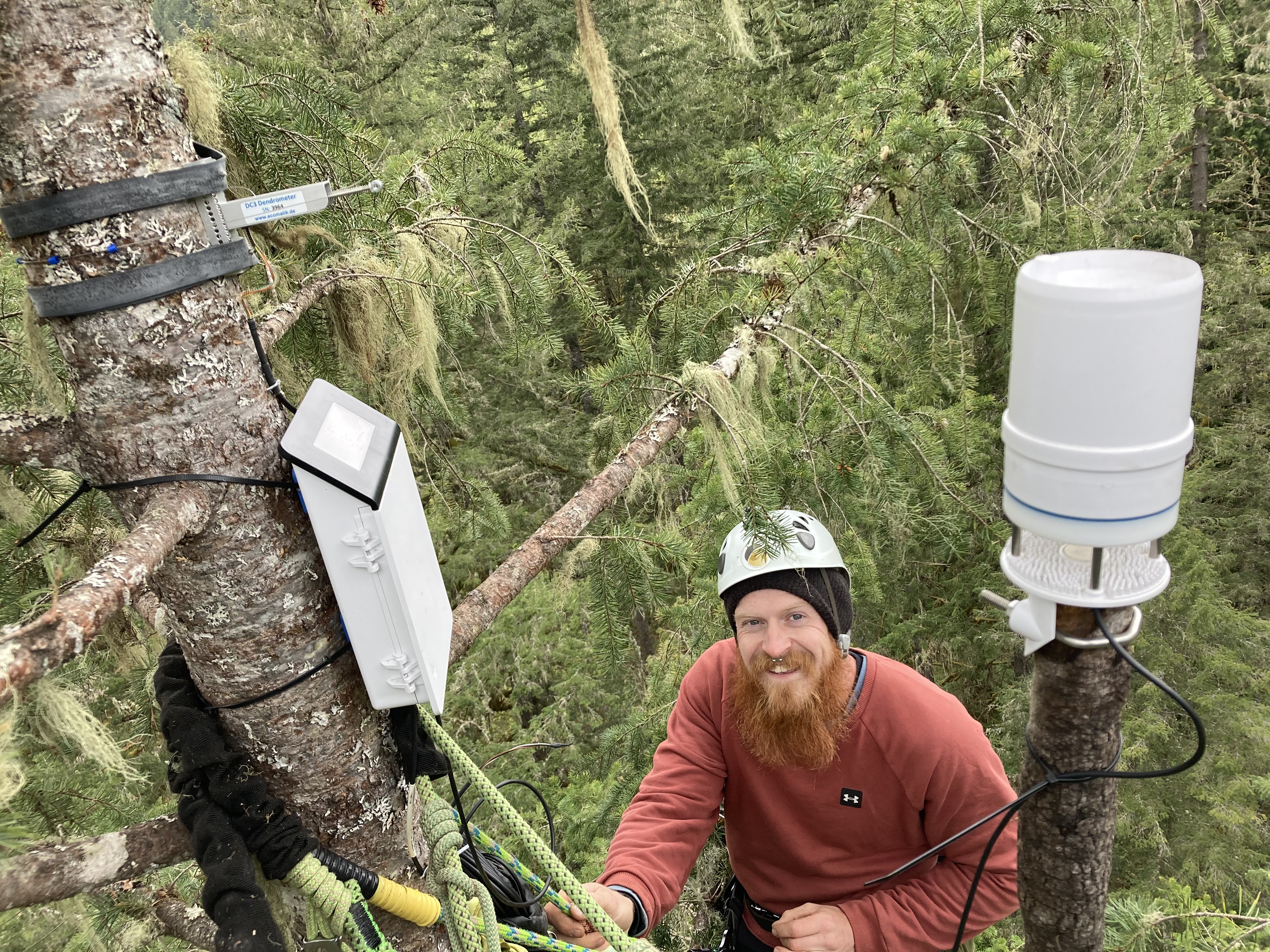 A treeclimber wearing a helmet poses next to scientific equipment attached near the top of a tall tree in Portland