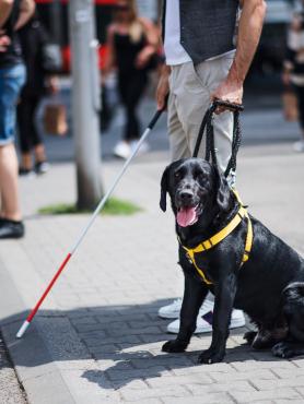 Photo of guide dog