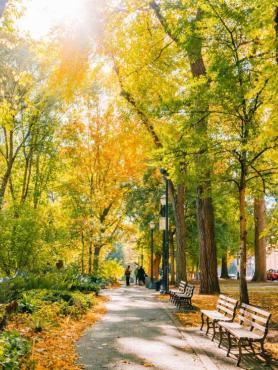 A photograph of a Portland park with benches, tall trees, sunlight, and people walking in the distance