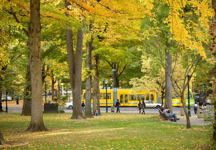 Trees on campus