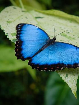 Blue Butterfly