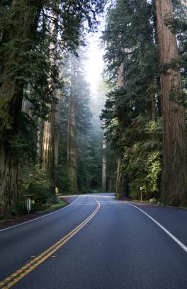 Forest Road