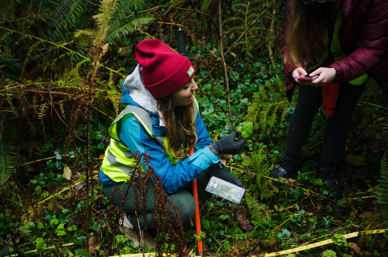 A Portland State student wearing a safety vest kneels in Marquam Park to examine a plant leaf.
