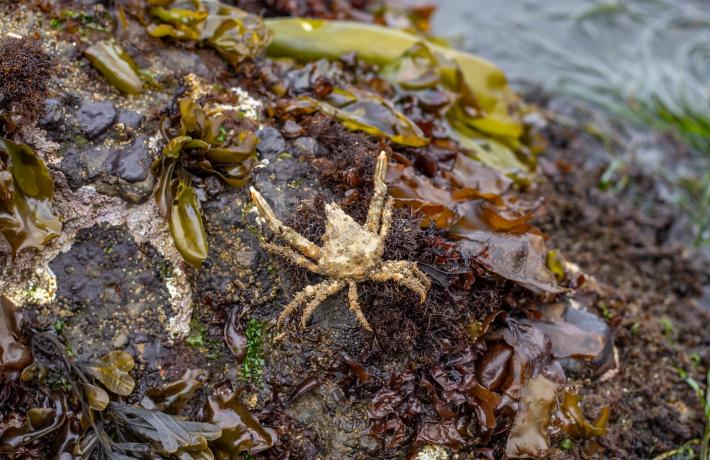 Close-up of crab at Boiler Bay