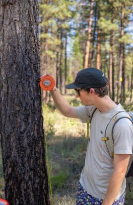 A Portland State student measuring a tree trunk in a forest as part of a class.