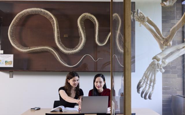 Two students on laptap, with articulated skeletons displayed in background
