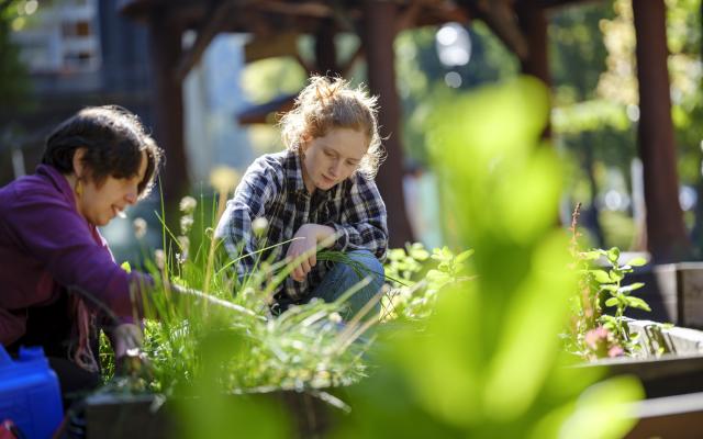 Students tending to garden