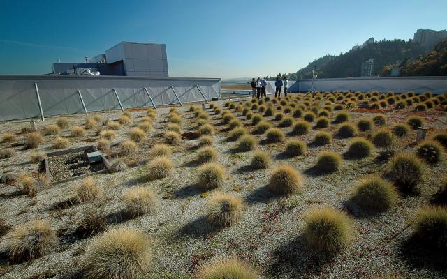 People on eco green roof