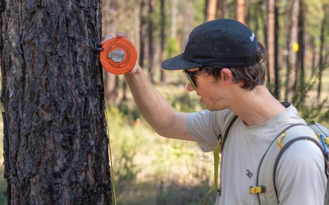 A Portland State student measuring a tree trunk in a forest as part of a class.