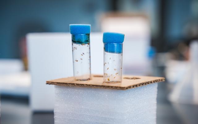 Fruit flies in test tube
