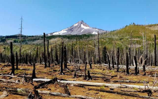 Burnt forest with Mt. Hood in background