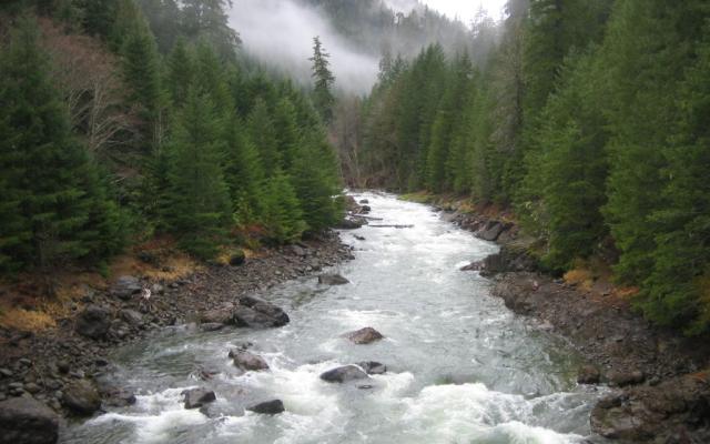 River surrounded by trees