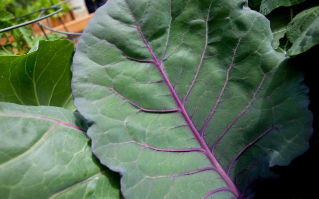 Big green leaf with pink veins
