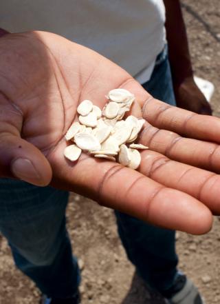 Close up view of seeds in a person's hand