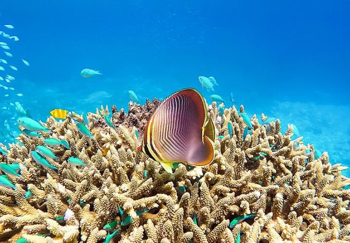 fish near coral reef