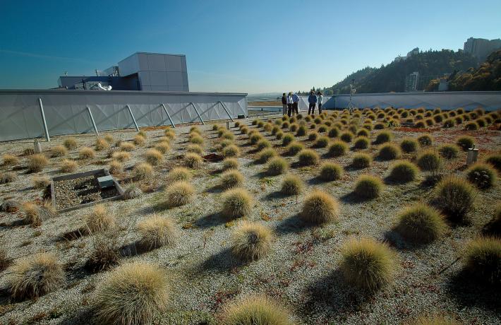 Students on an eco-roof