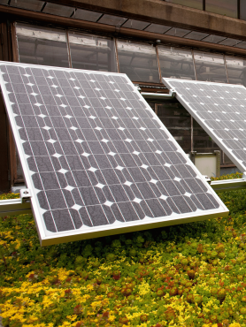 Two sections of a solar array with autumn leaves beneath.
